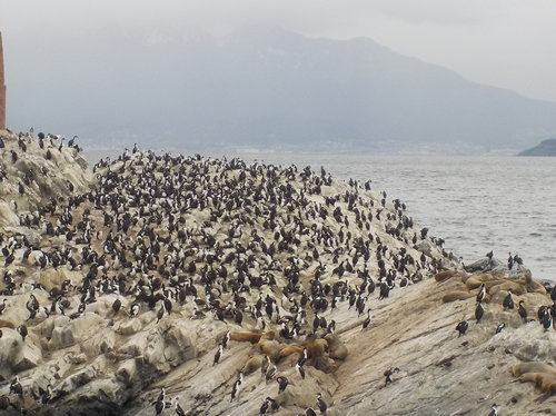 Birds - Beagle Channel