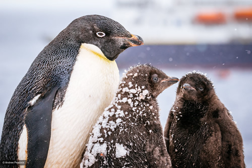 Penguins