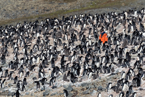 Penguins