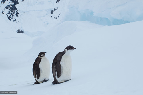 Penguins