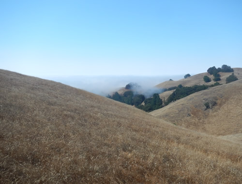 Mt. Tam