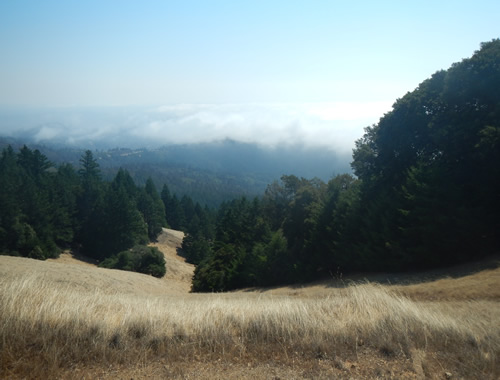 Mt. Tam