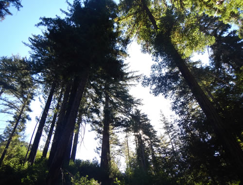 Redwoods