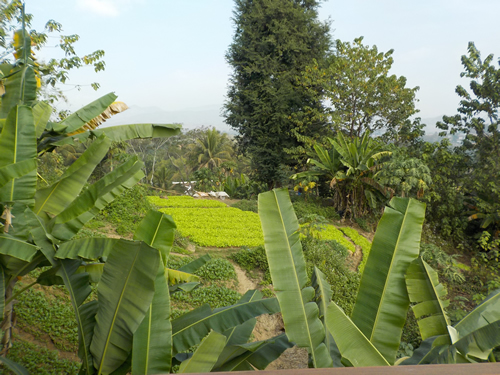 Rosewood Vegetable Garden