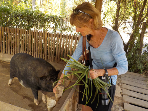 Feeding the pigs