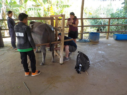 Milking the Buffalo