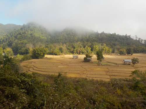 Muang La rice paddies