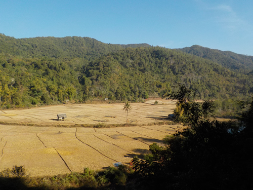 Muang La rice paddies