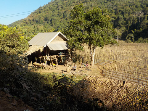 Muang La rice paddies