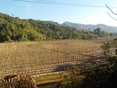 Muang La rice paddies