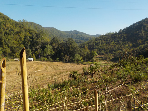 Muang La rice paddies