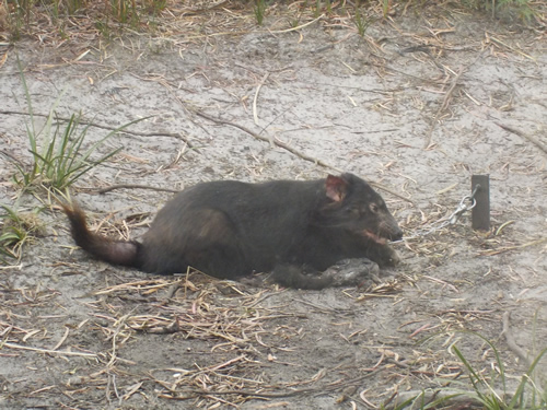 Tasmanian Devil