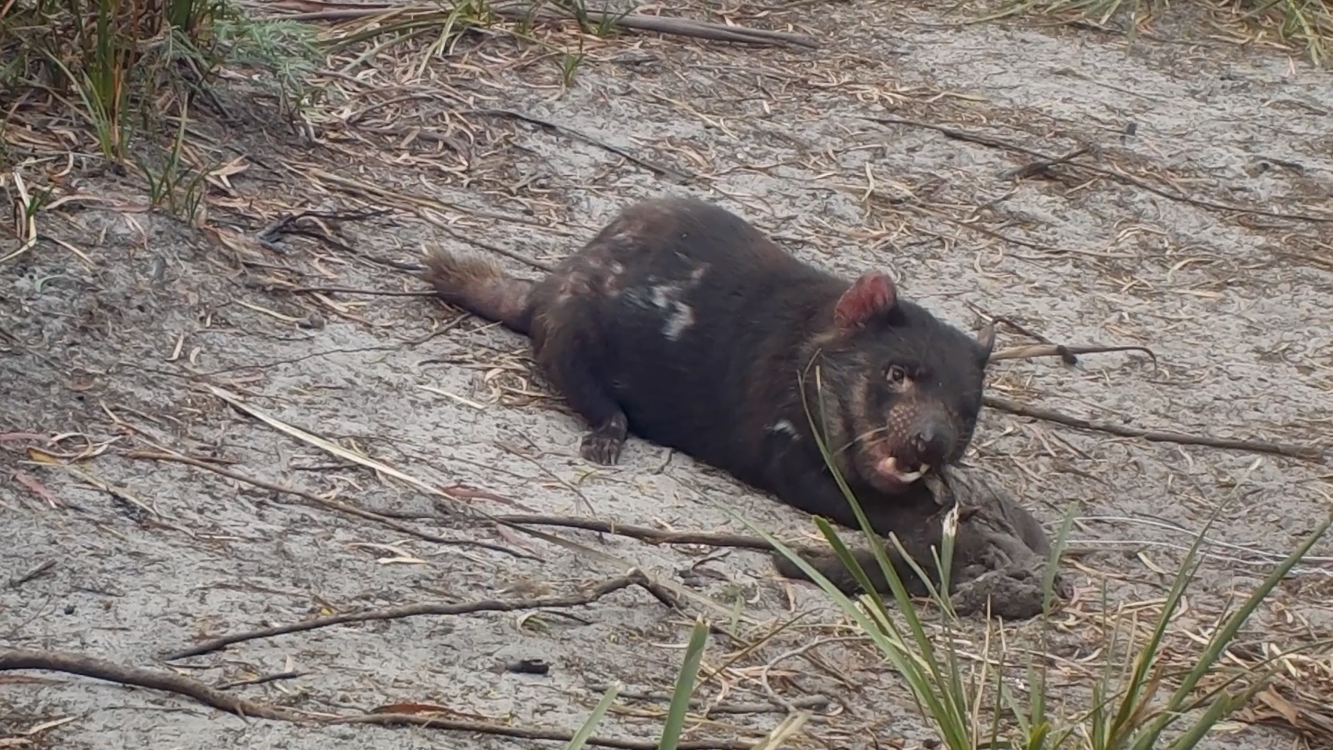Tasmanian Devil