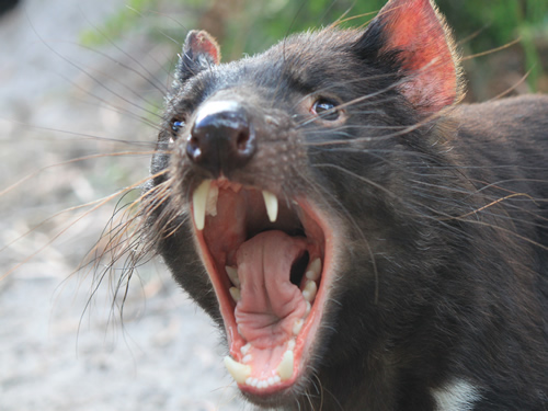 Tasmanian Devil