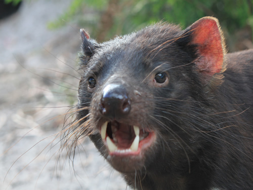 Tasmanian Devil