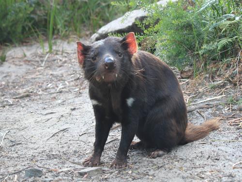 Tasmanian Devil