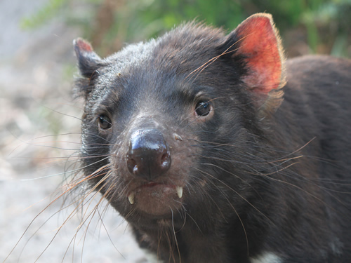 Tasmanian Devil