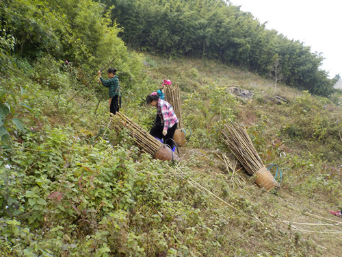 Sapa Valley