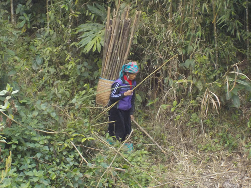 Sapa Valley