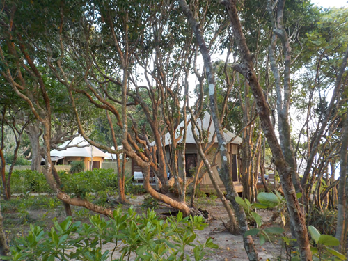 Tent in Brush