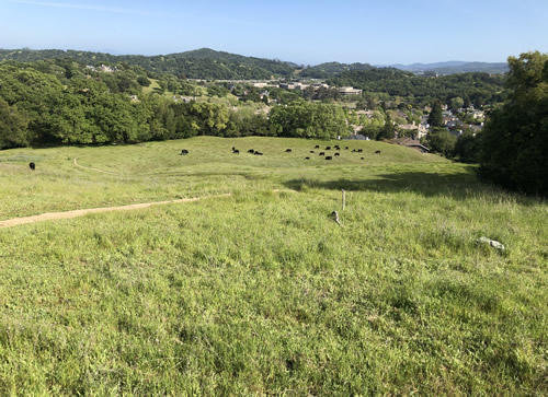 Cows Social DIstance