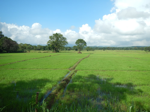 Rice Paddies