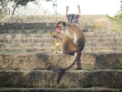 Monkey with banana