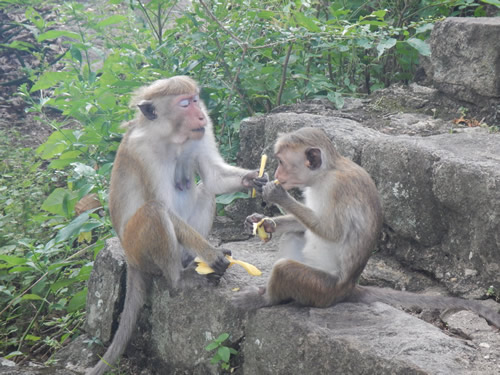 Monkeys playing