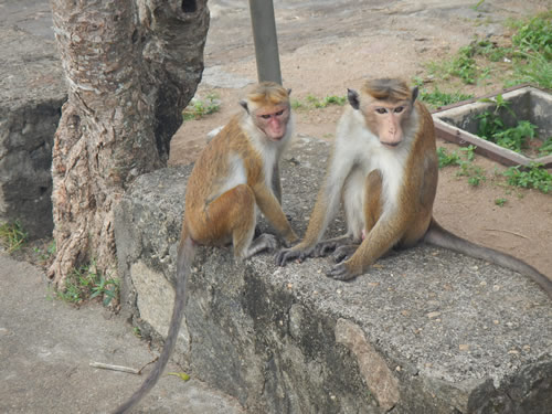 Monkeys hanging out