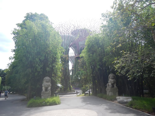 Cloud Forest
