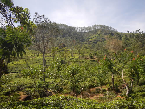 Tea fields