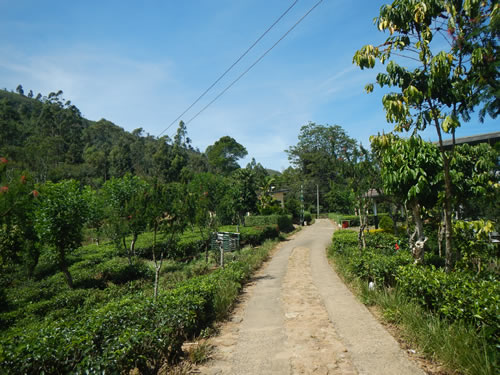 Tea Fields