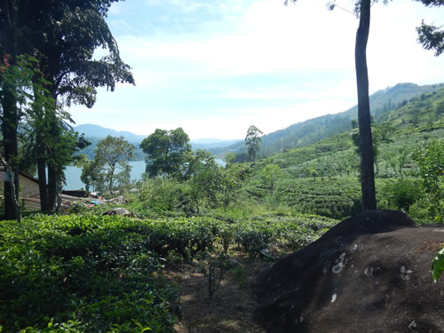 Tea Fields