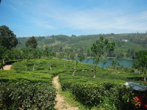 Tea Fields