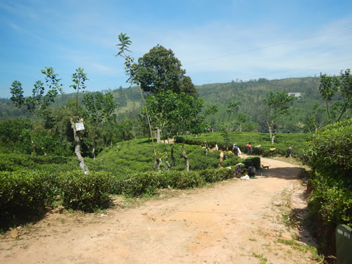 Tea Fields and pickers