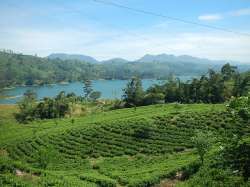 Tea Fields