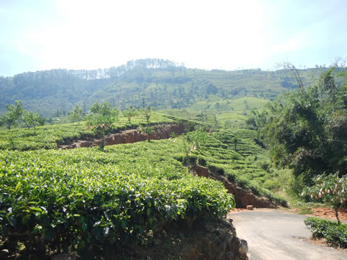 Tea Fields