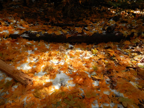 Yosemite Valley Leaves