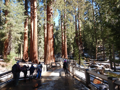 Yosemite Mariposa Grove