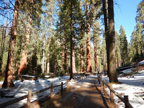 Yosemite Mariposa Grove