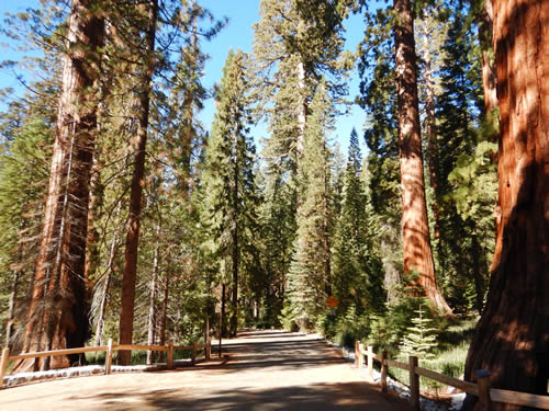 Yosemite Mariposa Grove