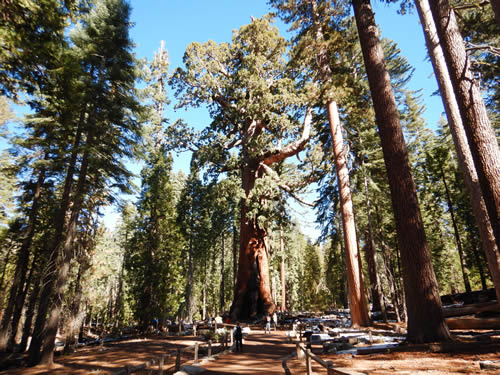 Yosemite Mariposa Grove