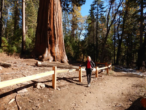 Yosemite Mariposa Grove