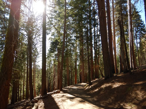 Yosemite Mariposa Grove