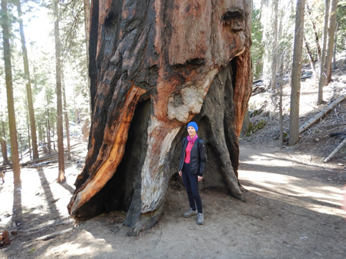 Yosemite Mariposa Grove