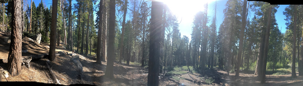 Mariposa Grove Panorama