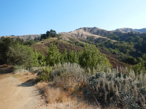 Ventana Mountain View