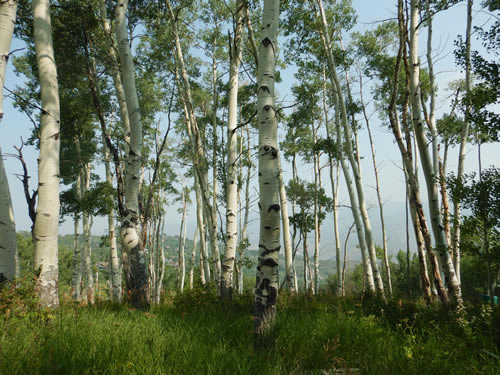 Aspens