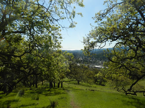Social Trail