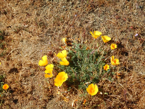 Poppies